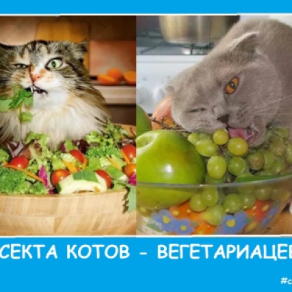 Секта-котов вегетарианцев