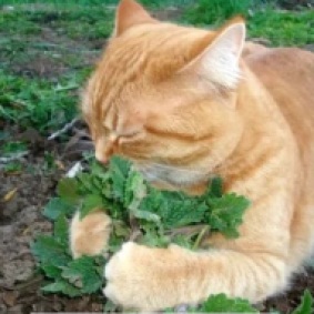 Кот вегетарианец из Секты травоядных котов