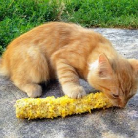 кот-вегитарианец ест кукурузу