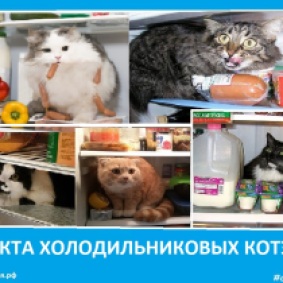 Секта холодильниковых котов. Сектовасия