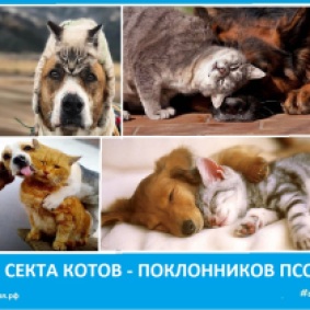 Секта котов - поклонников псов. Новости Сектовасии