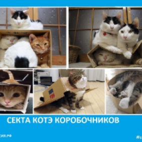 Секта котов коробочников Сектовасия