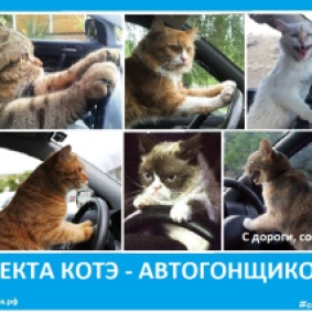 Секта котов автогонщиков - Сектовасия - Новые секты в России