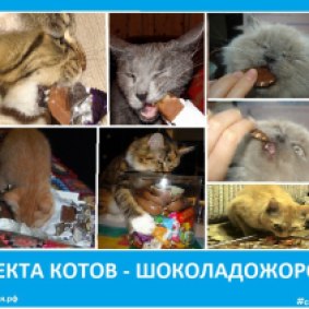 Секта котов - шоколадожоров - Сектовасия