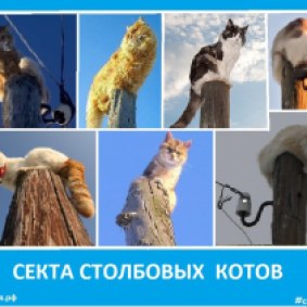 Секта столбовых котов - Сектовасия. Новости