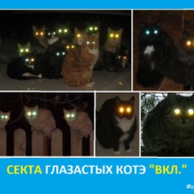Секта глазастых котэ ВКЛ - Сектовасия