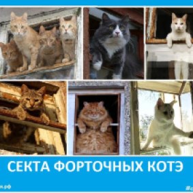 Секта котов -форточников -2018 - Сектовасия. Новости