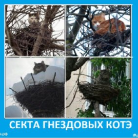 Секта гнездовых котов - Сектовасия